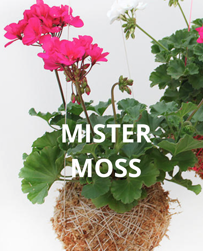 Mister Moss